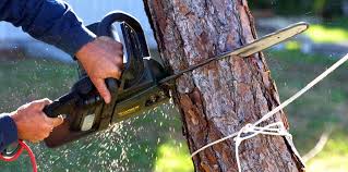 How Our Tree Care Process Works  in  Hamburg, NJ