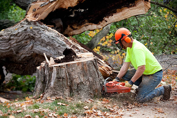 Professional Tree Care  in Hamburg, NJ